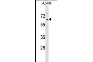 ZN Antibody (N-term) (ABIN1539043 and ABIN2849455) western blot analysis in A549 cell line lysates (35 μg/lane). (ZNF675 抗体  (N-Term))