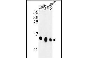 Western blot analysis of RPL36 Antibody (N-term) (ABIN653584 and ABIN2842958) in , MDA-M, 293 cell line lysates (35 μg/lane). (RPL36 抗体  (N-Term))