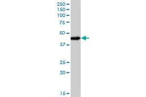 JUNB MaxPab polyclonal antibody. (JunB 抗体  (AA 1-347))