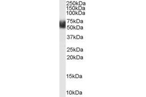 ABIN185700 (1µg/ml) staining of Human Adipose lysate (35µg protein in RIPA buffer).
