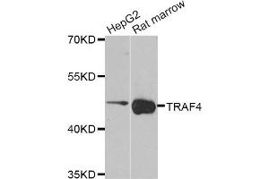 Western blot analysis of extracts of HepG2 and Rat marrow cell lines, using TRAF4 antibody.