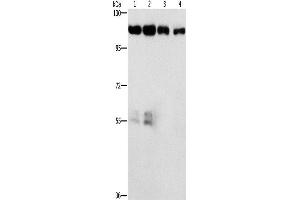 Western Blotting (WB) image for anti-Cyclin-Dependent Kinase 11B (CDK11B) antibody (ABIN2434436) (CDK11 抗体)