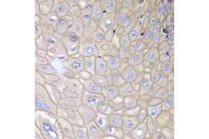 Immunohistochemistry of paraffin-embedded human esophagus using ANXA1 antibody. (Annexin a1 抗体  (AA 1-346))
