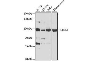 Western blot analysis of extracts of various cell lines, using CUL4A antibody. (Cullin 4A 抗体)