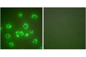 Immunofluorescence analysis of COS7 cells, using GRP75 Antibody. (HSPA9 抗体  (AA 630-679))