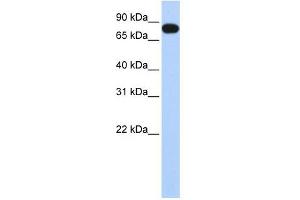 EML3 antibody used at 1 ug/ml to detect target protein.