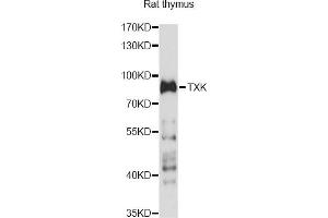 Western blot analysis of extracts of rat thymus, using TXK antibody (ABIN6293078) at 1:1000 dilution. (TXK 抗体)