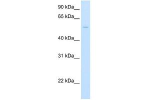 WB Suggested Anti-UGT1A1 Antibody Titration:  2. (UGT1A1 抗体  (Middle Region))
