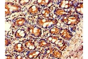 Immunohistochemistry of paraffin-embedded human small intestine tissue using ABIN7156868 at dilution of 1:100 (IL23A 抗体  (AA 20-155))