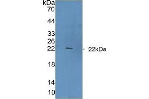 Western Blotting (WB) image for anti-C-Type Lectin Domain Family 10, Member A (CLEC10A) (AA 71-239) antibody (ABIN7441910)