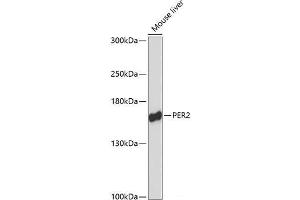 Western blot analysis of extracts of Mouse liver using PER2 Polyclonal Antibody at dilution of 1:3000. (PER2 抗体)