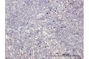 Immunoperoxidase of purified MaxPab antibody to MNDA on formalin-fixed paraffin-embedded human lymph node. (MNDA 抗体  (AA 1-407))