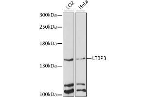 Western blot analysis of extracts of various cell lines, using LTBP3 antibody (ABIN7268190) at 1:1000 dilution. (LTBP3 抗体  (AA 1004-1303))