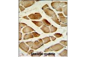 CTSF Antibody (Center ) (ABIN390488 and ABIN2840848) IHC analysis in formalin fixed and paraffin embedded human Skeletal muscle tissue followed by peroxidase conjugation of the secondary antibody and DAB staining. (Cathepsin F 抗体  (AA 261-290))