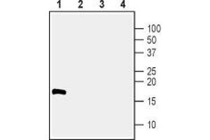 Western blot analysis of 100 ng human recombinant CDNF (lanes 1 and 3) and 100 ng human recombinant MANF (lanes 2 and 4):  - 1,2. (CDNF 抗体  (Mature))