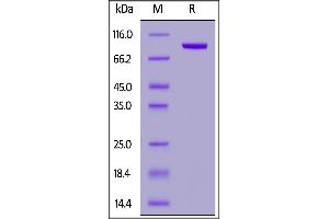 Biotinylated Human Transferrin R, His,Avitag on  under reducing (R) condition. (Transferrin Receptor Protein (AA 89-760) (AVI tag,His tag,Biotin))
