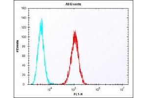 Overlay histogram showing F9 cells stained with (ABIN6243185 and ABIN6577831) (red line). (ERAS 抗体  (N-Term))