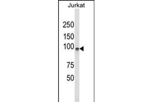 Western blot analysis of PLCL1 Antibody (N-term) (ABIN652796 and ABIN2842522) in Jurkat cell line lysates (35 μg/lane). (PLCL1 抗体  (N-Term))