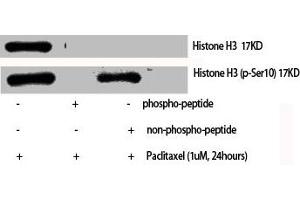 Western Blot analysis of various cells using Phospho-Histone H3 (S10) Polyclonal Antibody (HIST1H3A/HIST2H3A/H3F3A (pSer10) 抗体)
