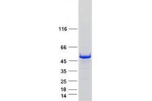 Western Blotting (WB) image for Smith-Magenis Syndrome Chromosome Region, Candidate 7-Like (SMCR7L) protein (Myc-DYKDDDDK Tag) (ABIN2732247)