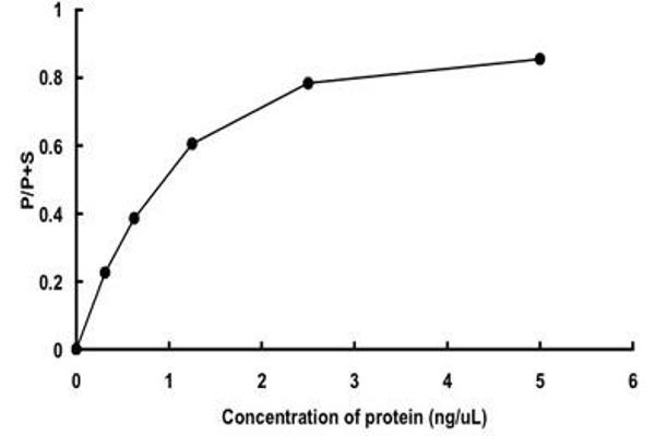 STK25 Protein (AA 1-426) (GST tag)