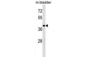 USP12 Antibody (Center) western blot analysis in mouse bladder tissue lysates (35 µg/lane). (USP12 抗体  (Middle Region))