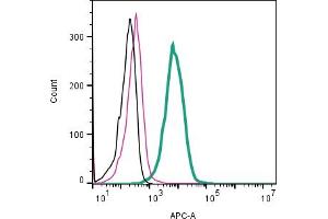 anti-Cysteinyl Leukotriene Receptor 2 (CYSLTR2) (AA 270-284), (Extracellular) antibody