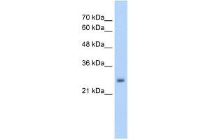 NMDA Receptor Synaptonuclear Signaling and Neuronal Migration Factor (NSMF) (Middle Region) 抗体