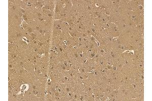 PUF60 Mouse Monoclonal Antibody at 1/100 staining rat brain tissue by IHC-P. (PUF60 抗体)