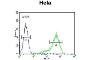 ANGPTL1 Antibody (N-term) flow cytometric analysis of Hela cells (right histogram) compared to a negative control cell (left histogram). (Angiopoietin 4 抗体  (N-Term))