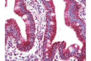 Anti-PVR / CD155 antibody IHC staining of human small intestine. (Poliovirus Receptor 抗体  (AA 314-342))