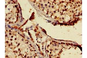 Immunohistochemistry of paraffin-embedded human testis tissue using ABIN7147226 at dilution of 1:100