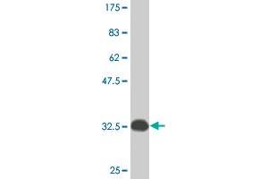 Western Blot detection against Immunogen (33. (ATOX1 抗体  (AA 1-68))