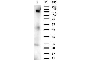 anti-ORF2 (C-Term) antibody