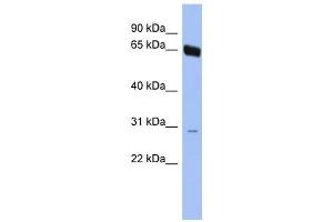 WB Suggested Anti-TAF5L Antibody Titration:  0. (TAF5L 抗体  (N-Term))