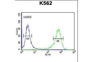 Flow cytometric analysis of K562 cells (right histogram) compared to a negative control cell (left histogram). (ATP2A1/SERCA1 抗体  (C-Term))