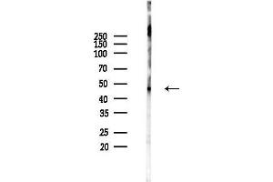 Western blot analysis of lysates from Rat brain, using Phospho-CaMKII alpha/delta (Thr286) Antibody at 1/1000 dilution.
