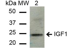 Western blot analysis of Mouse Liver cell lysates showing detection of ~21. (IGF1 抗体  (PerCP))