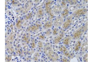 Immunohistochemistry (IHC) image for anti-gamma Glutamyltransferase 1 (GGT1) (AA 370-569) antibody (ABIN3022527)