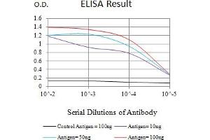 Black line: Control Antigen (100 ng),Purple line: Antigen (10 ng), Blue line: Antigen (50 ng), Red line:Antigen (100 ng) (FSHR 抗体  (AA 18-366))
