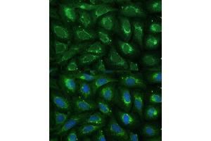 Immunofluorescence analysis of U-2 OS cells using  Polyclonal Antibody (ABIN7266299) at dilution of 1:100 (40x lens). (CCL17 抗体  (AA 420-500))