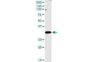WBSCR22 MaxPab polyclonal antibody. (WBSCR22 抗体  (AA 1-281))