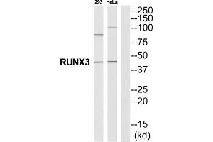 Western Blotting (WB) image for anti-Runt-Related Transcription Factor 3 (RUNX3) (Internal Region) antibody (ABIN1852798) (RUNX3 抗体  (Internal Region))