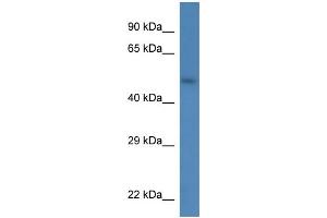 WB Suggested Anti-Sdc3 Antibody   Titration: 1. (SDC3 抗体  (N-Term))