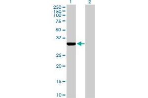 Western Blot analysis of ECH1 expression in transfected 293T cell line by ECH1 MaxPab polyclonal antibody. (ECH1 抗体  (AA 1-328))