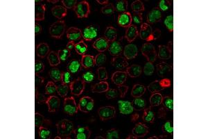Immunofluorescence Analysis of PFA-fixed K562 cells stained with Nucleolin MAb (364-5 + NCL/902) followed by Goat anti-Mouse IgG-CF488 (Green). (Nucleolin 抗体)