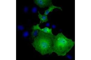 Anti-UBXN10 mouse monoclonal antibody (ABIN2453761) immunofluorescent staining of COS7 cells transiently transfected by pCMV6-ENTRY UBXN10 (RC208225). (UBXN10 抗体)