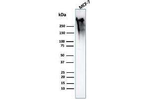 Western Blotting (WB) image for anti-Mucin 1 (MUC1) antibody (ABIN6940113)