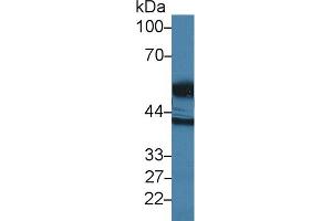 Western Blot; Sample: Human E. (High Temperature Requirement Factor A1 (AA 304-442) 抗体)
