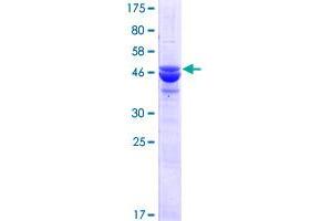N6AMT2 Protein (AA 1-214) (GST tag)
